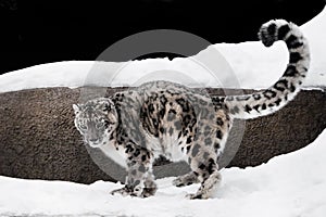 The snow leopard deftly jumps and runs through the snow against a dark background, strong and fast.ÃÂ  rare animal